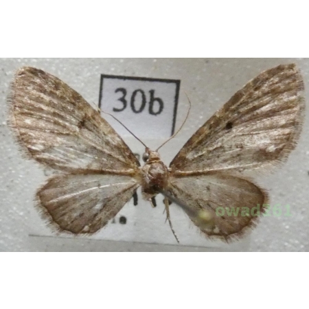 Eupithecia tripunctaria Herrich-Schäffer, 1852 Czech30d